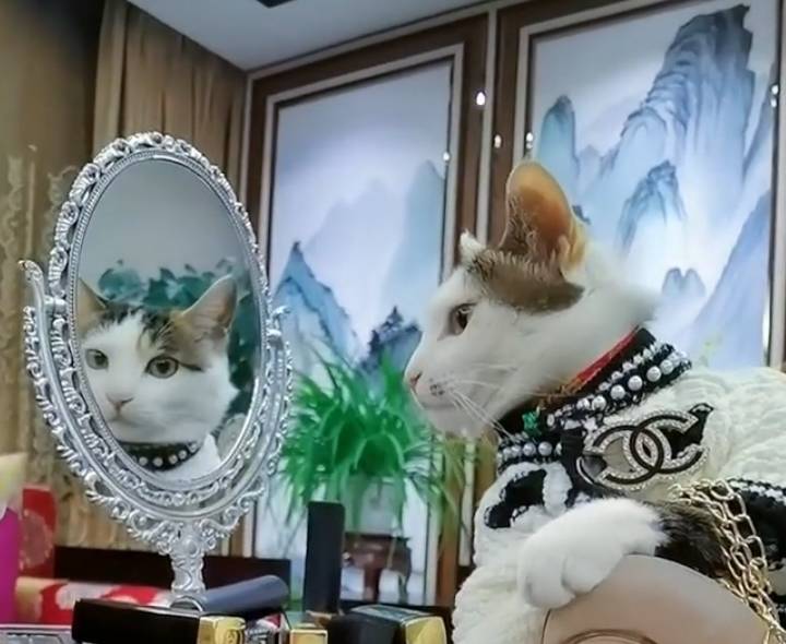 猫咪扮“阔太太”一夜爆红 谁能想得到 这么好看的猫 2年前是流浪猫(图2)