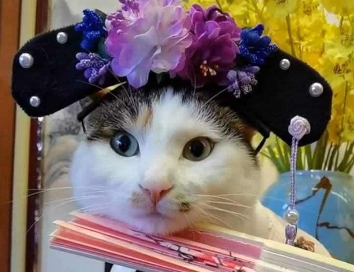 猫咪扮“阔太太”一夜爆红 谁能想得到 这么好看的猫 2年前是流浪猫(图4)