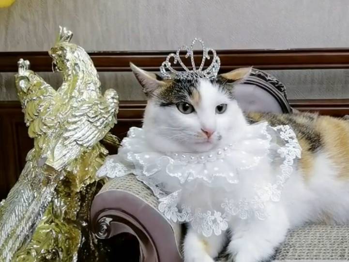 猫咪扮“阔太太”一夜爆红 谁能想得到 这么好看的猫 2年前是流浪猫(图5)