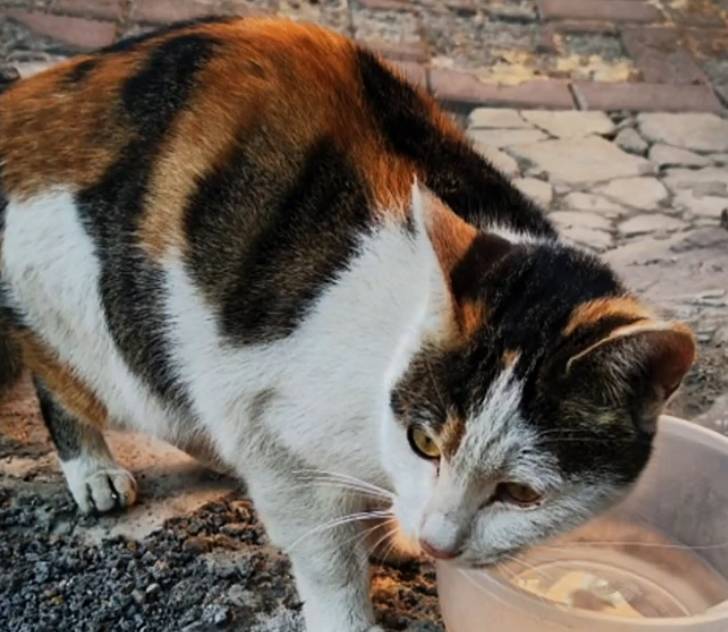 猫咪扮“阔太太”一夜爆红 谁能想得到 这么好看的猫 2年前是流浪猫(图6)