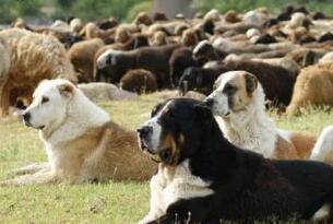 比特犬打得过狼吗？你肯定小觑了它(图3)