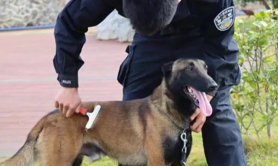 警犬和军犬的区别是啥？两分钟陪你能够掌握二者区别(图1)