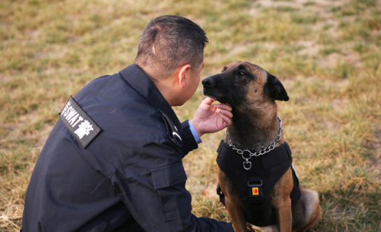 警犬和军犬的区别是啥？两分钟陪你能够掌握二者区别(图2)