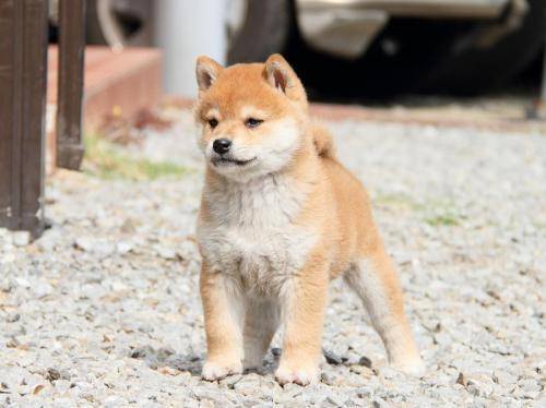 柴犬好那就秋田犬好？你的阅历确定了谁好(图1)