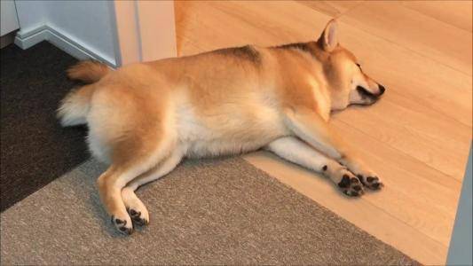 柴犬好那就秋田犬好？你的阅历确定了谁好(图2)