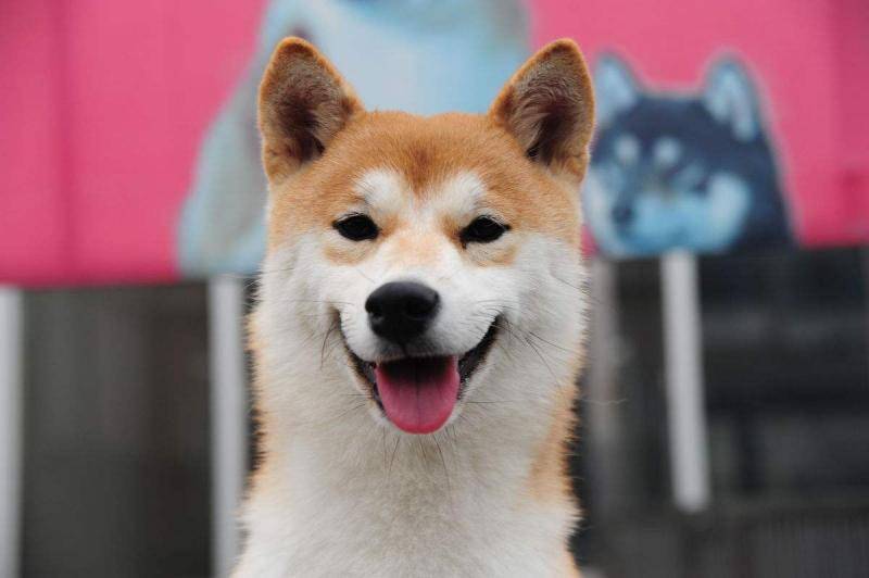 柴犬好那就秋田犬好？你的阅历确定了谁好(图3)
