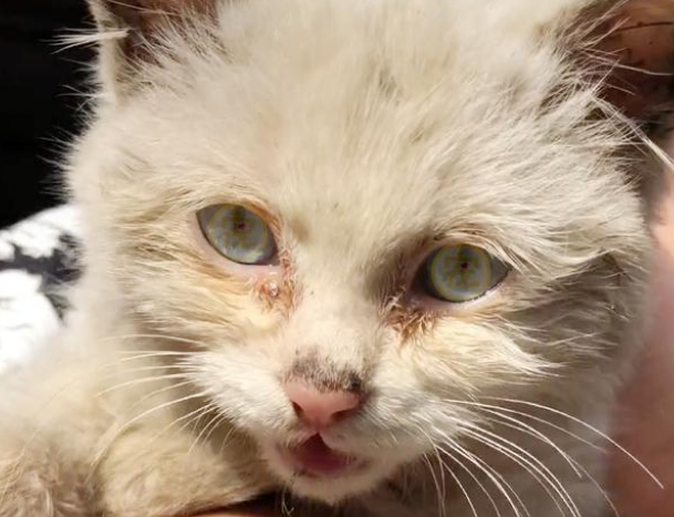 饿到吃钢丝球的流浪小猫 好心人企图阻拦 猫咪的反应让人泪崩(图1)