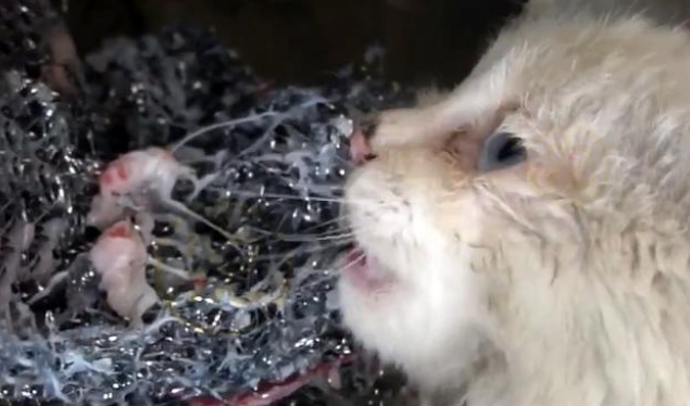 饿到吃钢丝球的流浪小猫 好心人企图阻拦 猫咪的反应让人泪崩(图2)