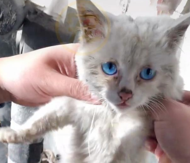 饿到吃钢丝球的流浪小猫 好心人企图阻拦 猫咪的反应让人泪崩(图3)