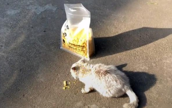 饿到吃钢丝球的流浪小猫 好心人企图阻拦 猫咪的反应让人泪崩(图4)