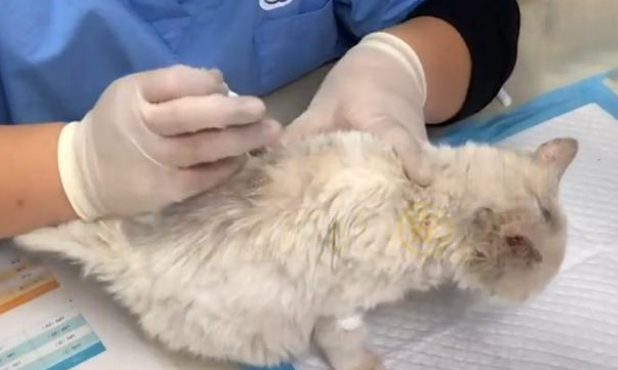 饿到吃钢丝球的流浪小猫 好心人企图阻拦 猫咪的反应让人泪崩(图5)