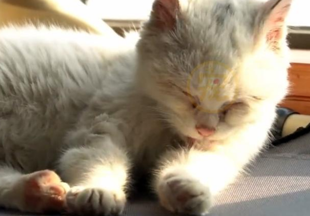 饿到吃钢丝球的流浪小猫 好心人企图阻拦 猫咪的反应让人泪崩(图6)