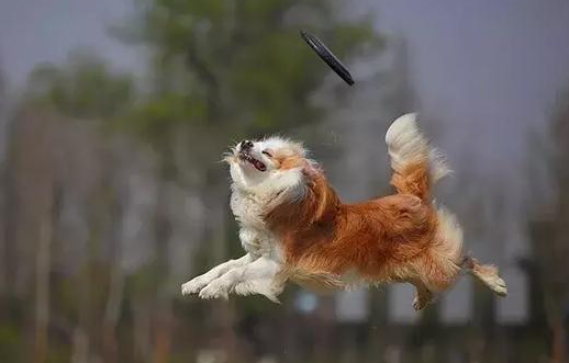 一文请赐教：驯服宠物犬学铁架技能(图1)