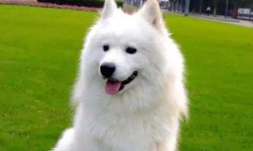 一文请赐教：驯服宠物犬学铁架技能(图2)