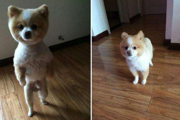 博美犬几个月可以洗澡好？像是也是视身体恢复情况来确定(图1)