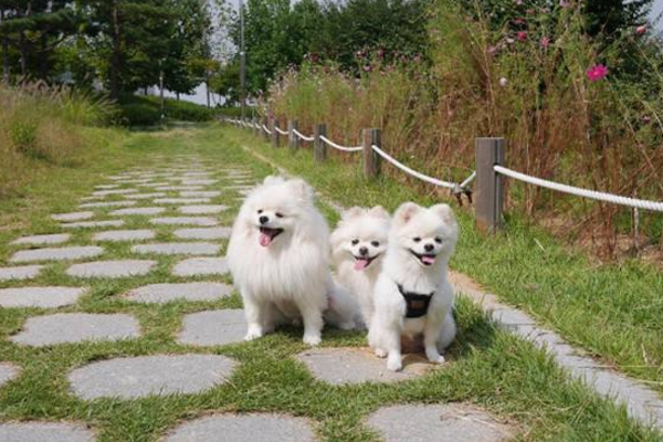 博美犬几个月可以洗澡好？像是也是视身体恢复情况来确定(图2)