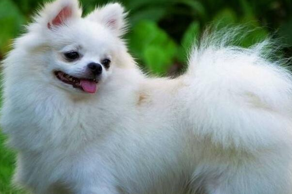 博美犬几个月可以洗澡好？像是也是视身体恢复情况来确定(图3)