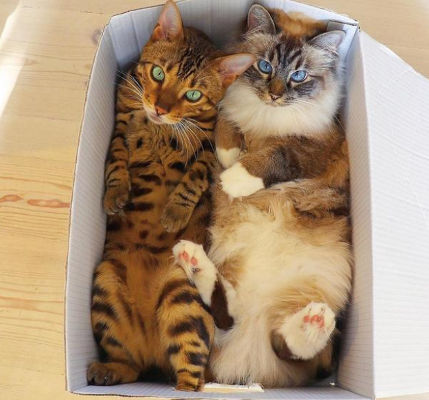 铲屎官遛猫时 家猫竟对流浪猫日久生情 原地苦等几小时(图2)