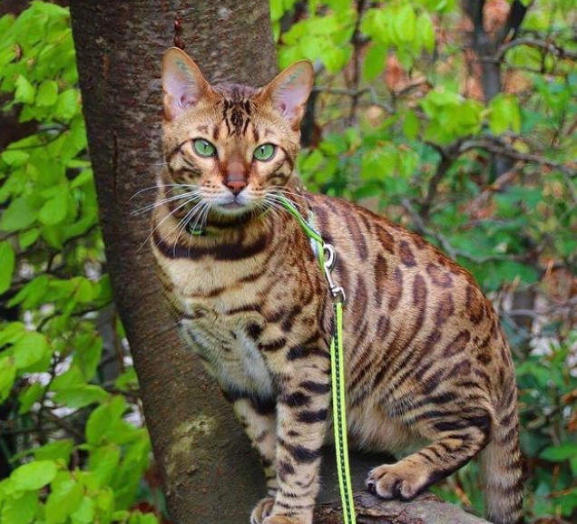 铲屎官遛猫时 家猫竟对流浪猫日久生情 原地苦等几小时(图3)