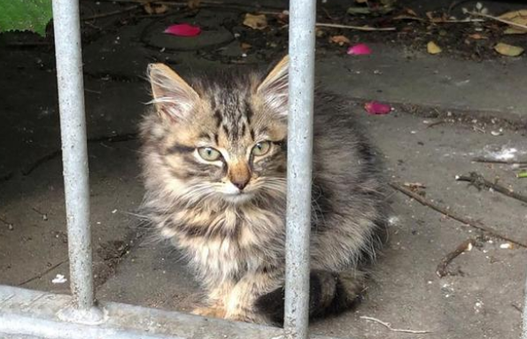 铲屎官遛猫时 家猫竟对流浪猫日久生情 原地苦等几小时(图4)