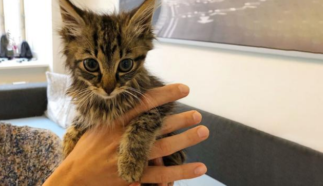 铲屎官遛猫时 家猫竟对流浪猫日久生情 原地苦等几小时(图5)