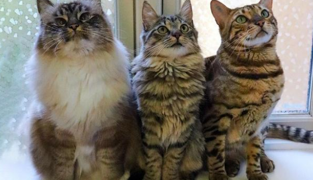铲屎官遛猫时 家猫竟对流浪猫日久生情 原地苦等几小时(图7)