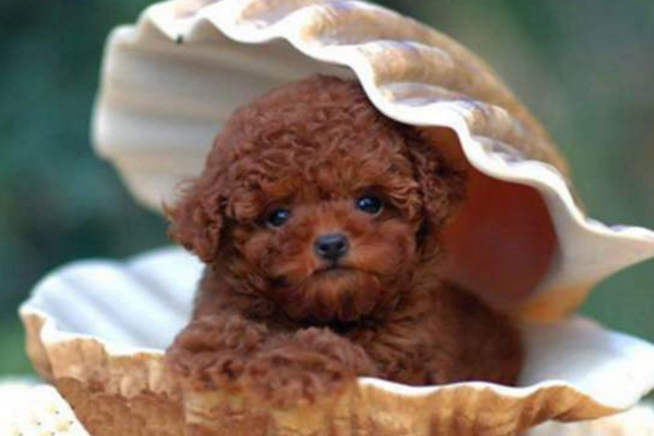 贵宾犬不喂肉是可以吗？这份建议请去看看(图1)
