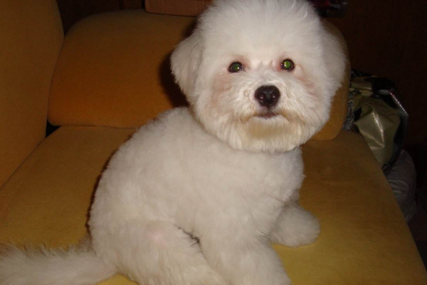 贵宾犬不喂肉是可以吗？这份建议请去看看(图3)