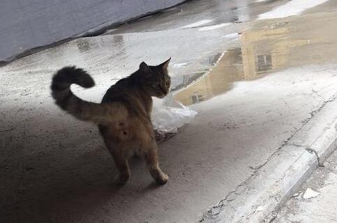 回家路上遇上家猫 误以为是流浪猫(图2)