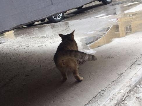 回家路上遇上家猫 误以为是流浪猫(图1)