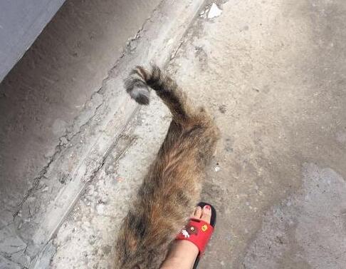 回家路上遇上家猫 误以为是流浪猫(图3)