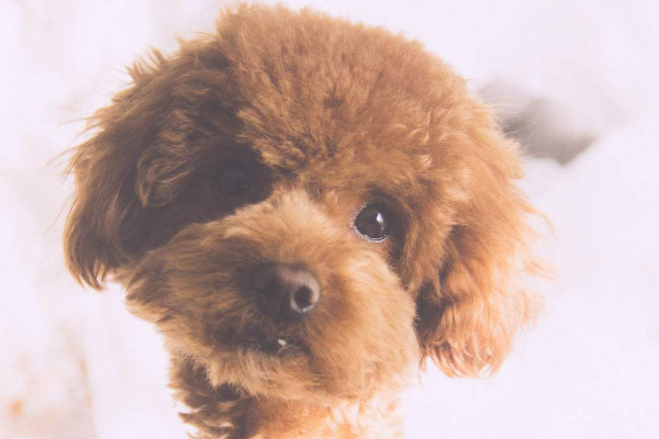 贵宾犬和萨摩耶哪个好养？客观一些来总结(图1)
