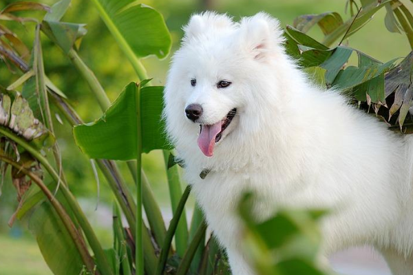 贵宾犬和萨摩耶哪个好养？客观一些来总结(图3)
