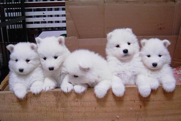 贵宾犬和萨摩耶哪个好养？客观一些来总结(图2)