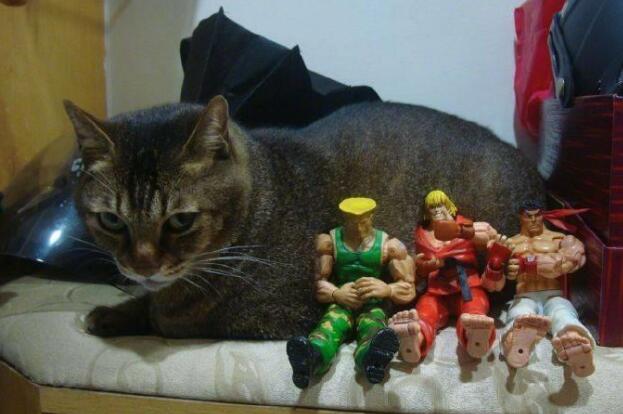 猫咪自制“猫爪面包” 傲娇显摆：能放更多酱 还不快谢主隆恩(图3)