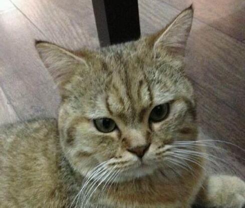 猫咪自制“猫爪面包” 傲娇显摆：能放更多酱 还不快谢主隆恩(图5)
