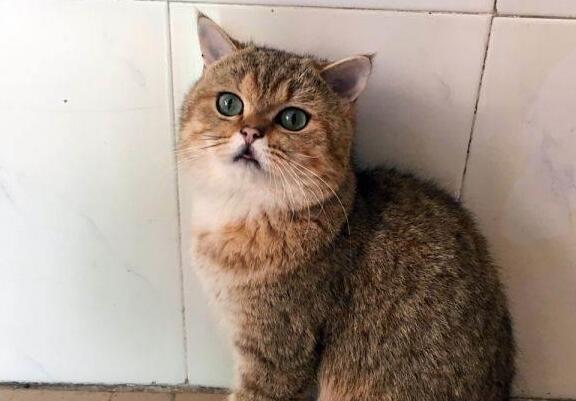 猫咪自制“猫爪面包” 傲娇显摆：能放更多酱 还不快谢主隆恩(图4)