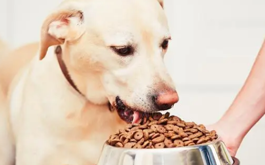 小狗对犬粮是过敏是怎么回事?？具体什么好症状？(图1)
