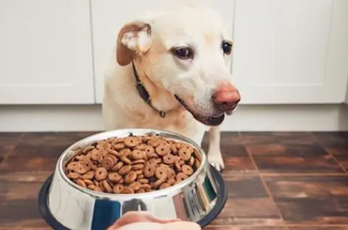 小狗对犬粮是过敏是怎么回事?？具体什么好症状？(图2)