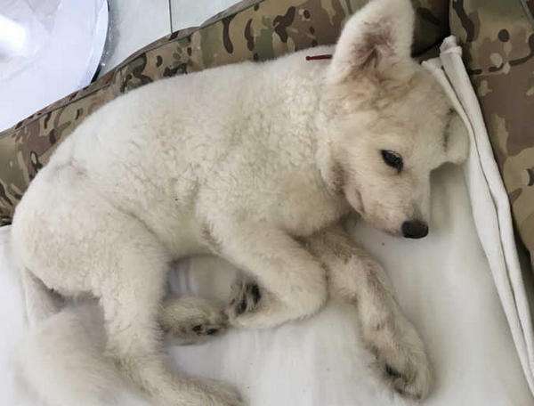 细小病毒潜伏期一个小时 犬米粒大小症状详细讲解！(图1)