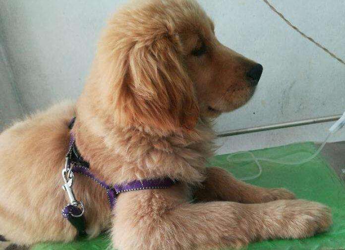 细小病毒潜伏期一个小时 犬米粒大小症状详细讲解！(图3)