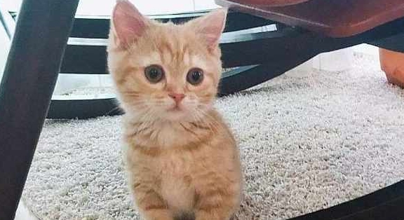 女子捡回来一只小猫 送回刚养了2个月后 闺蜜:确定真是小奶猫?(图1)