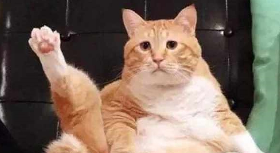 女子捡回来一只小猫 送回刚养了2个月后 闺蜜:确定真是小奶猫?(图2)