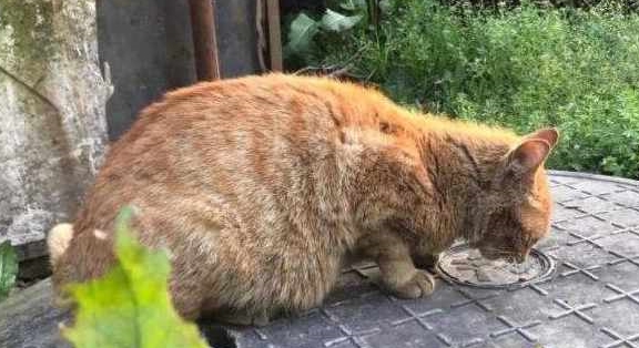 女子捡回来一只小猫 送回刚养了2个月后 闺蜜:确定真是小奶猫?(图3)