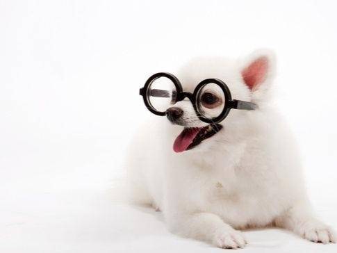 博美犬吃干狗粮的好处 这些方面你想过吗？(图1)