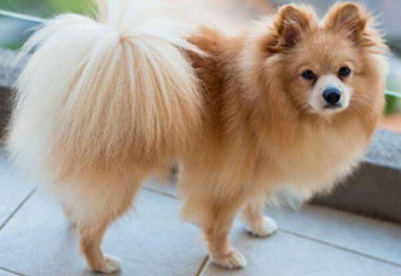 博美犬吃干狗粮的好处 这些方面你想过吗？(图2)