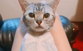 为了清凉将猫咪头发剃光光？喵摆出摆脸色质问 这让我怎末出门儿见人啊(图1)