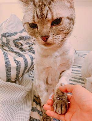 为了清凉将猫咪头发剃光光？喵摆出摆脸色质问 这让我怎末出门儿见人啊(图2)