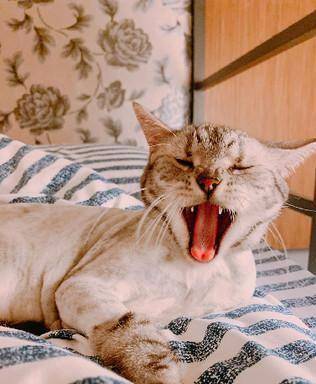 为了清凉将猫咪头发剃光光？喵摆出摆脸色质问 这让我怎末出门儿见人啊(图3)