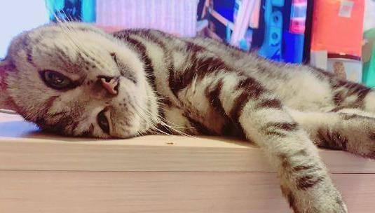 为了清凉将猫咪头发剃光光？喵摆出摆脸色质问 这让我怎末出门儿见人啊(图5)